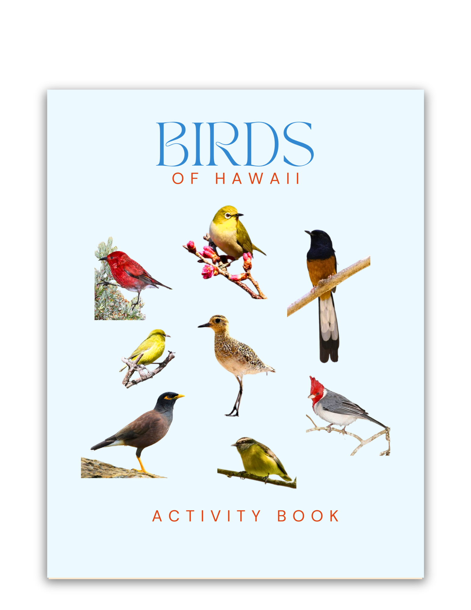 Birds