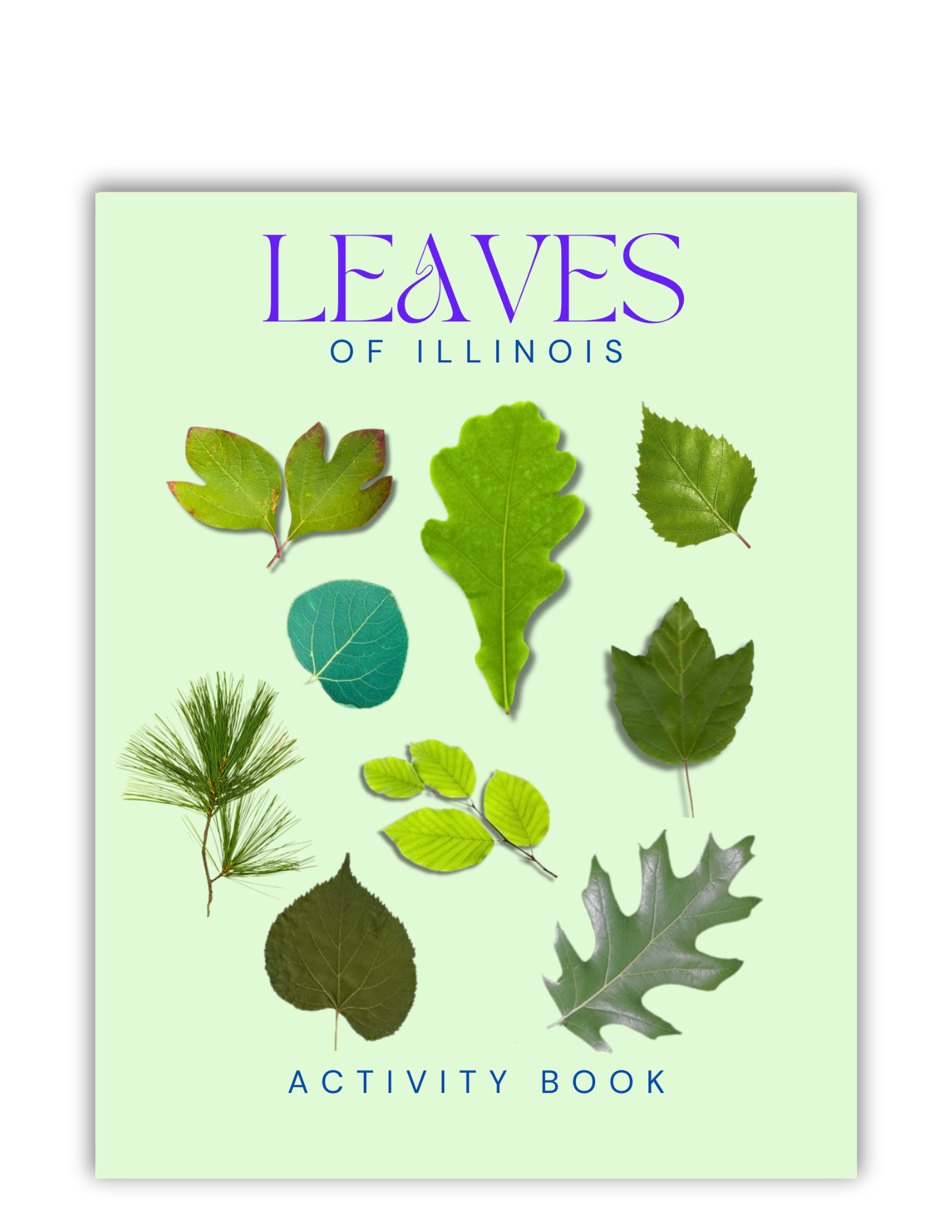 Leaves & Trees