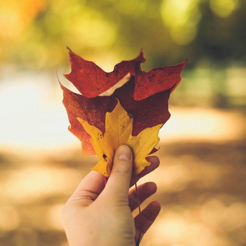 Leaves & Trees