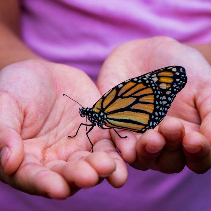 Butterflies
