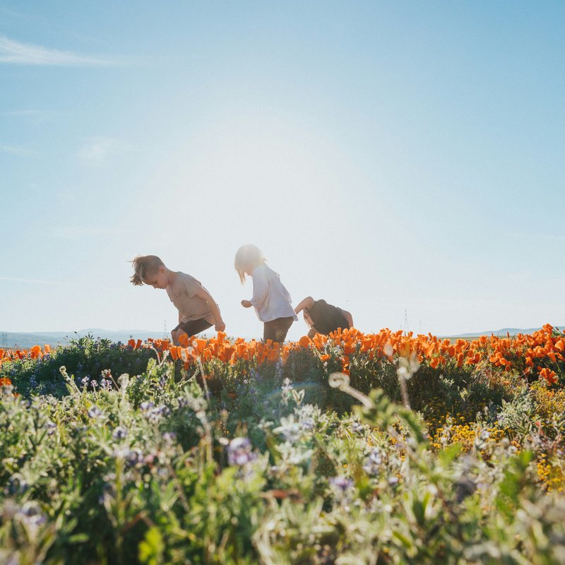 Wildflowers