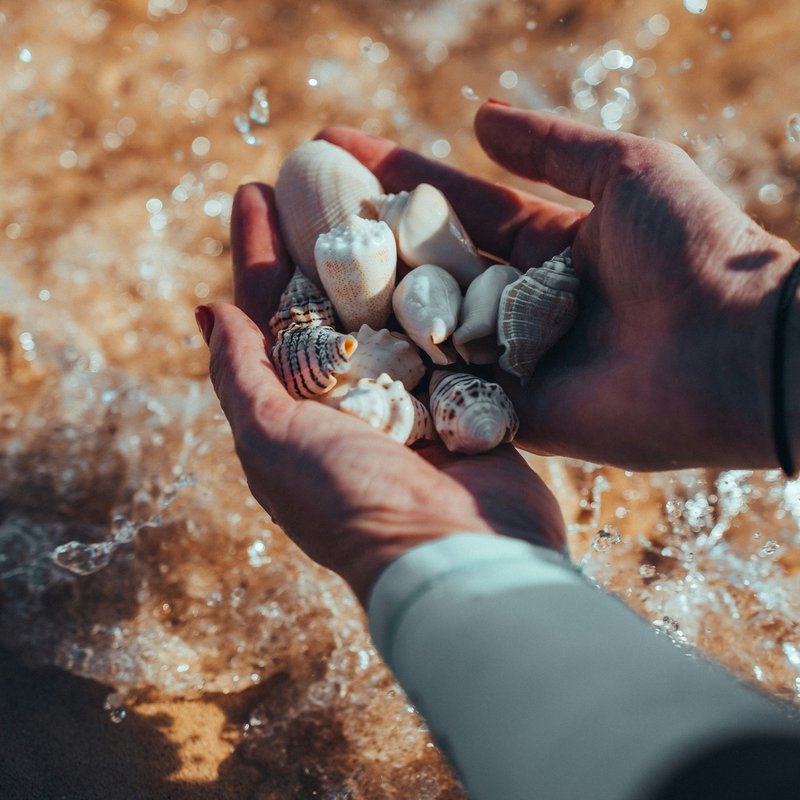 Seashells