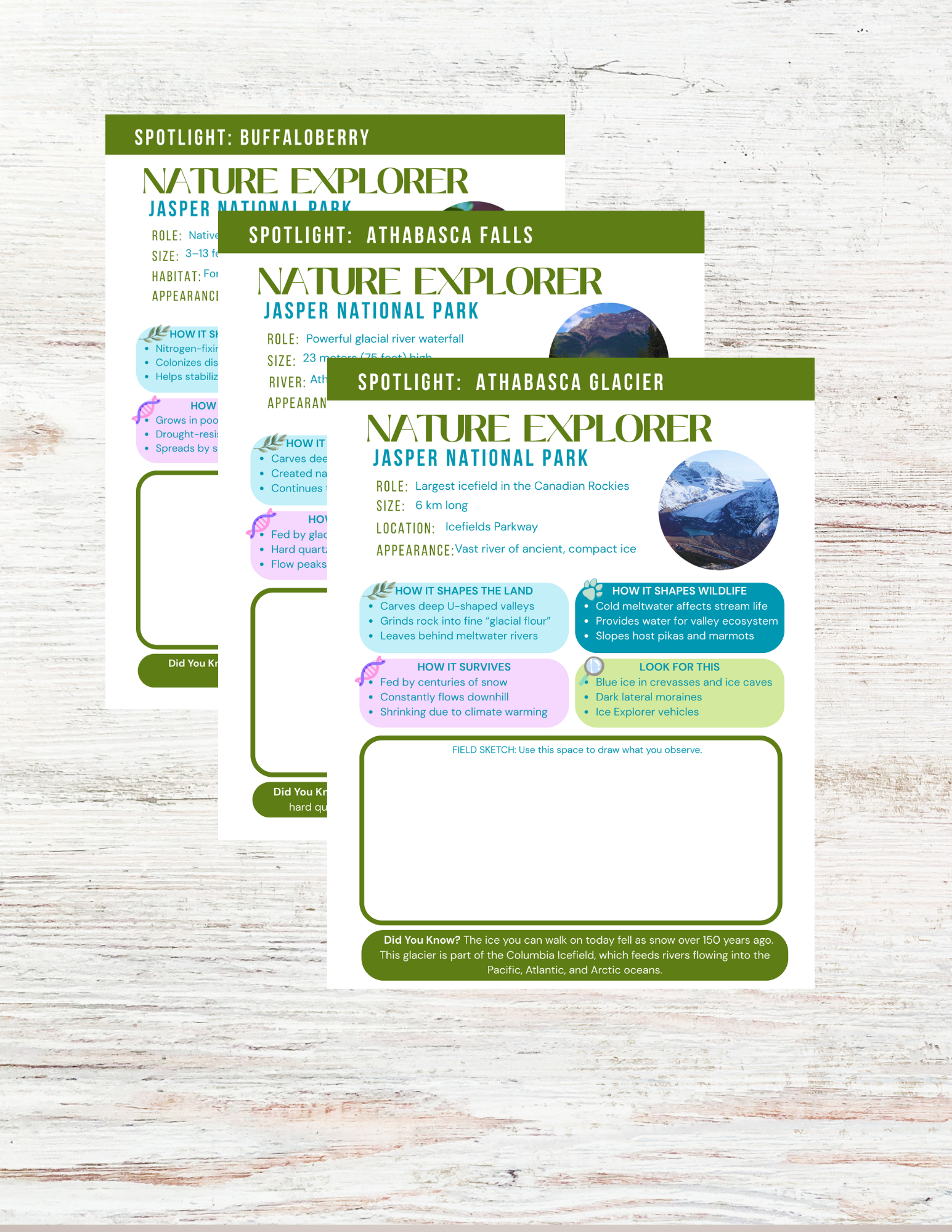 Jasper National Park Activity Book for Kids