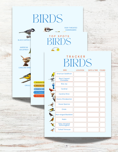 Birds of Alabama Activity Book for Kids