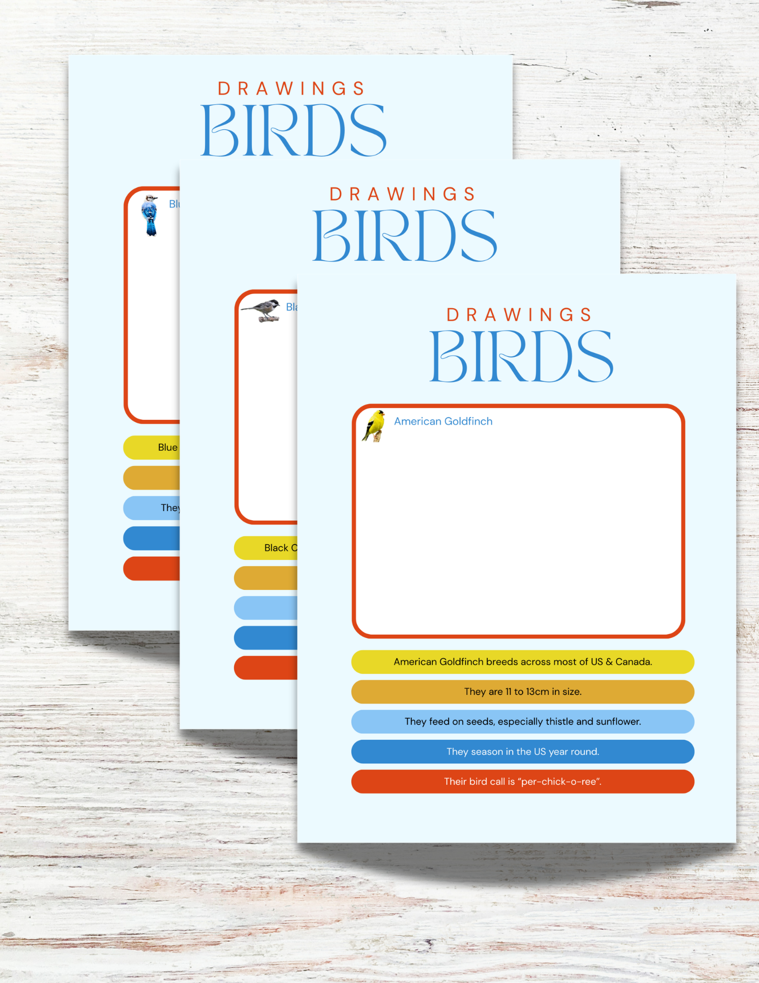 Birds of Alabama Activity Book for Kids