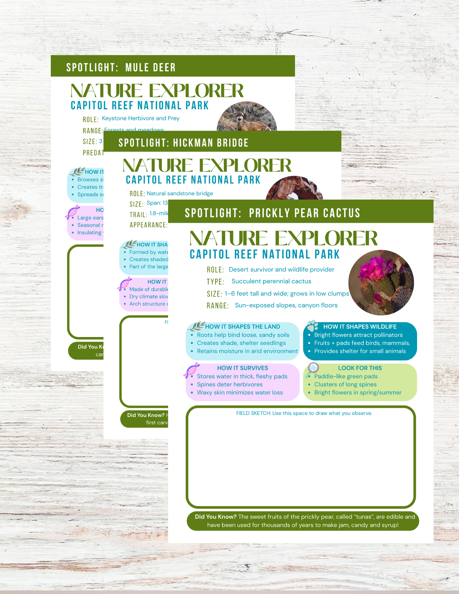 Capitol Reef National Park Activity Book