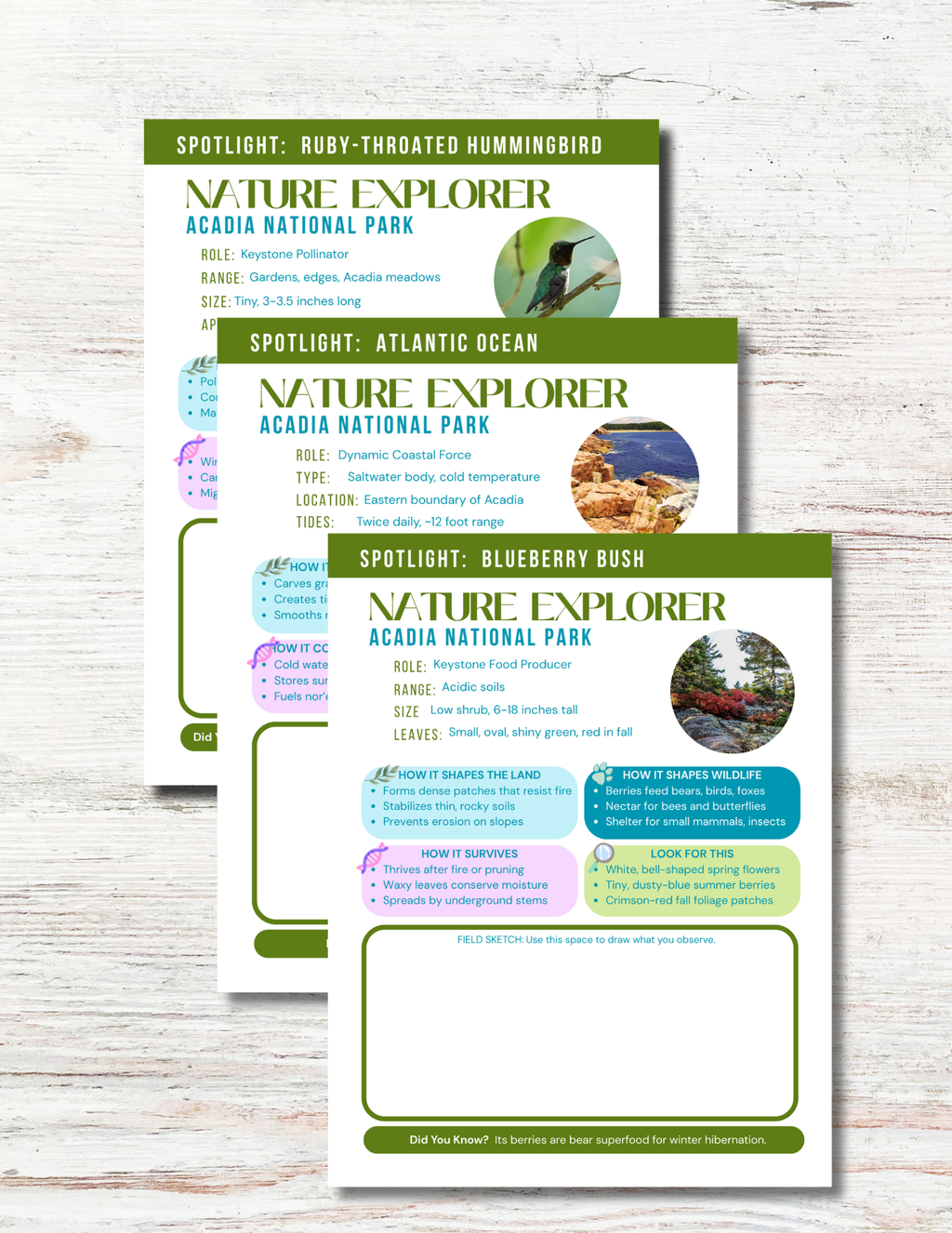 Acadia National Park Activity Book for Kids