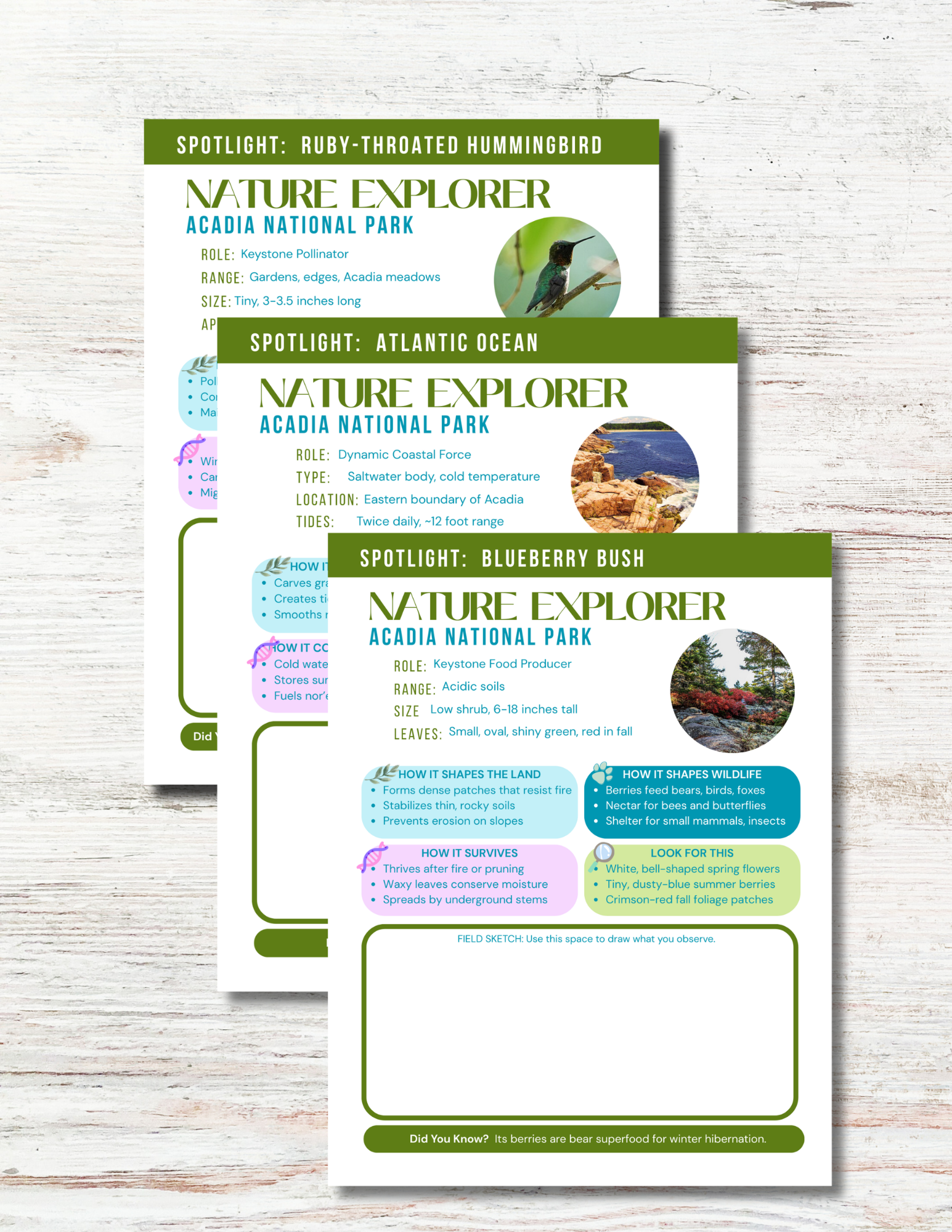 Acadia National Park Activity Book for Kids