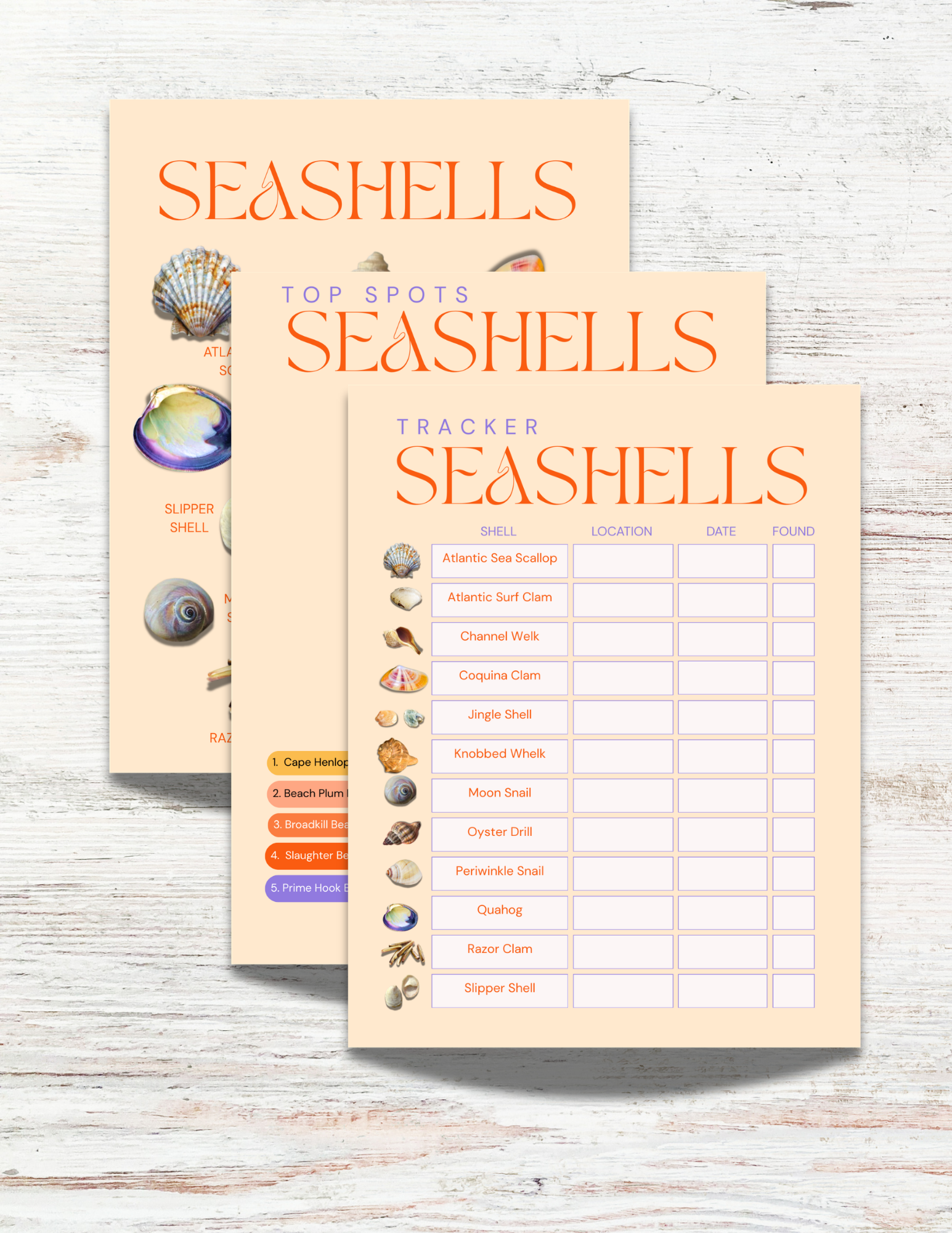 Seashells of Alaska Activity Book for Kids