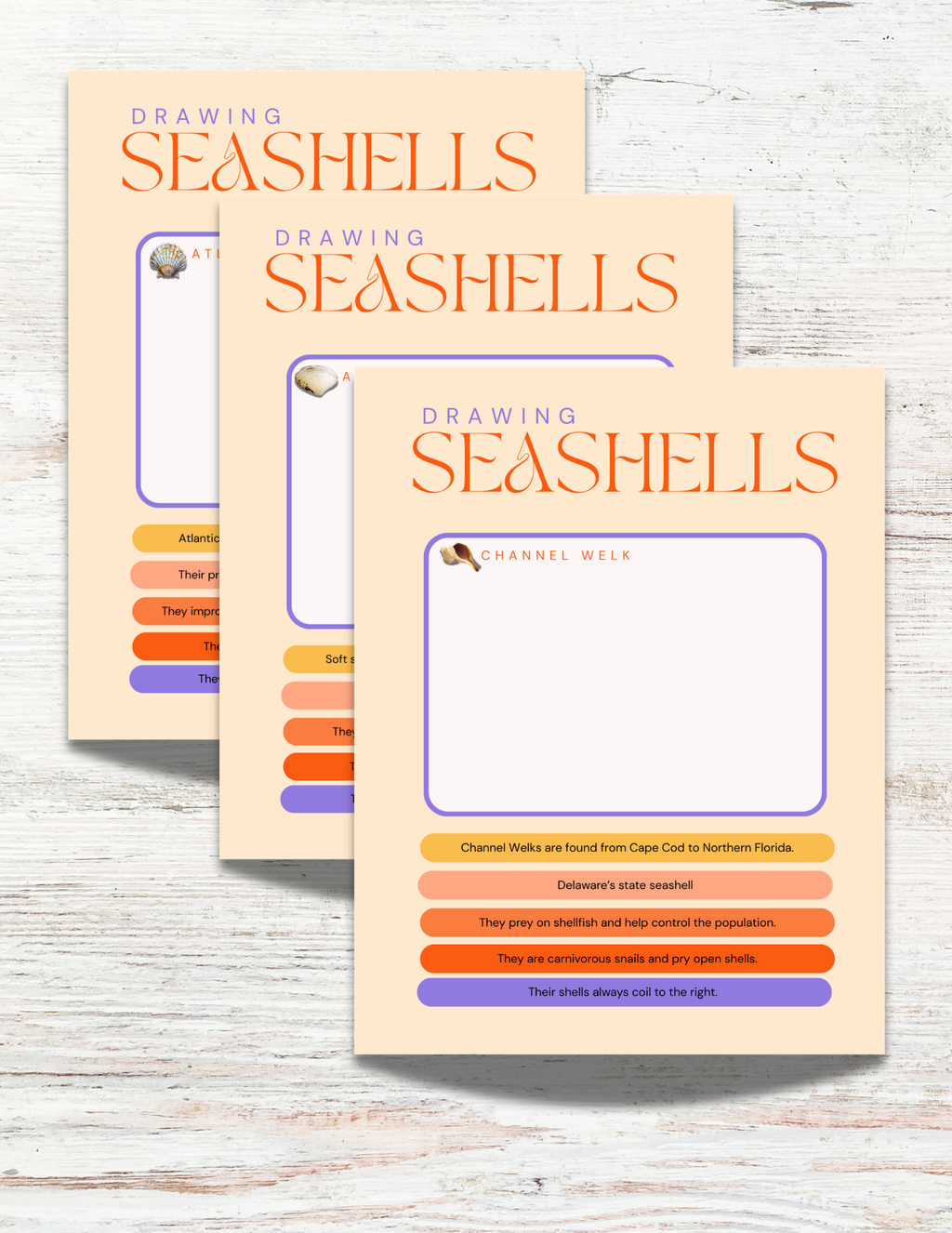 Seashells of Cape Cod Activity Book for Kids