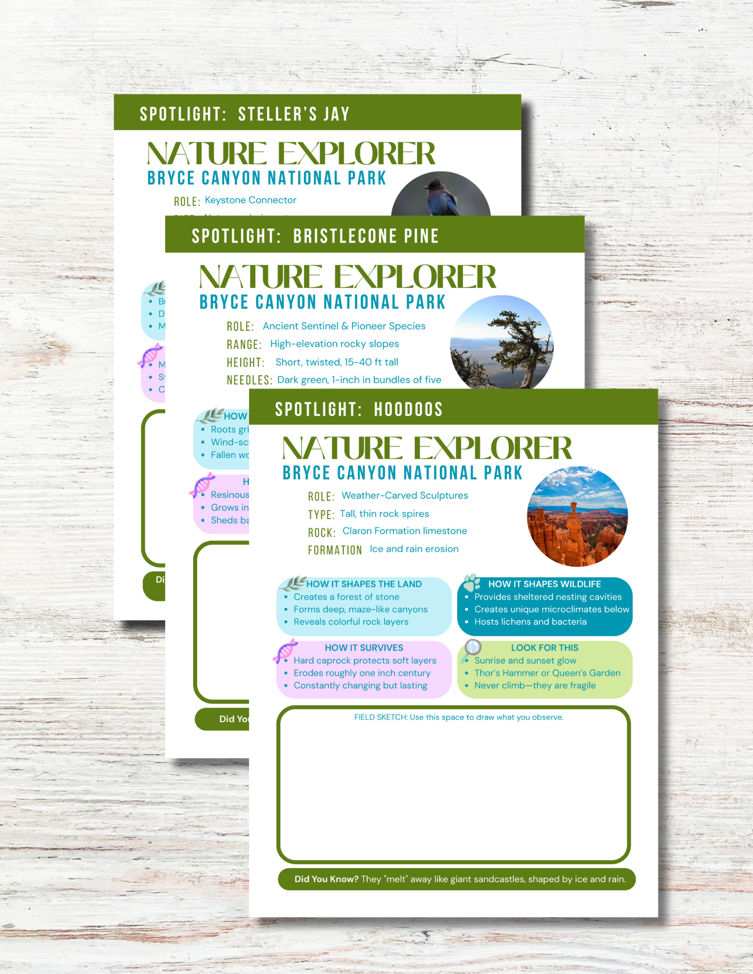 Bryce Canyon National Park Activity Book for Kids