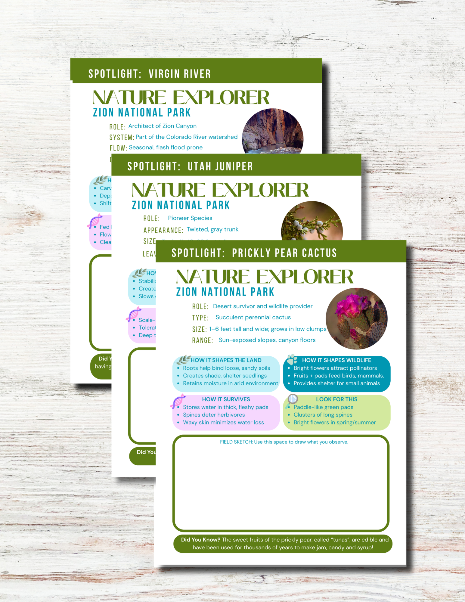 Zion National Park Activity Book for Kids