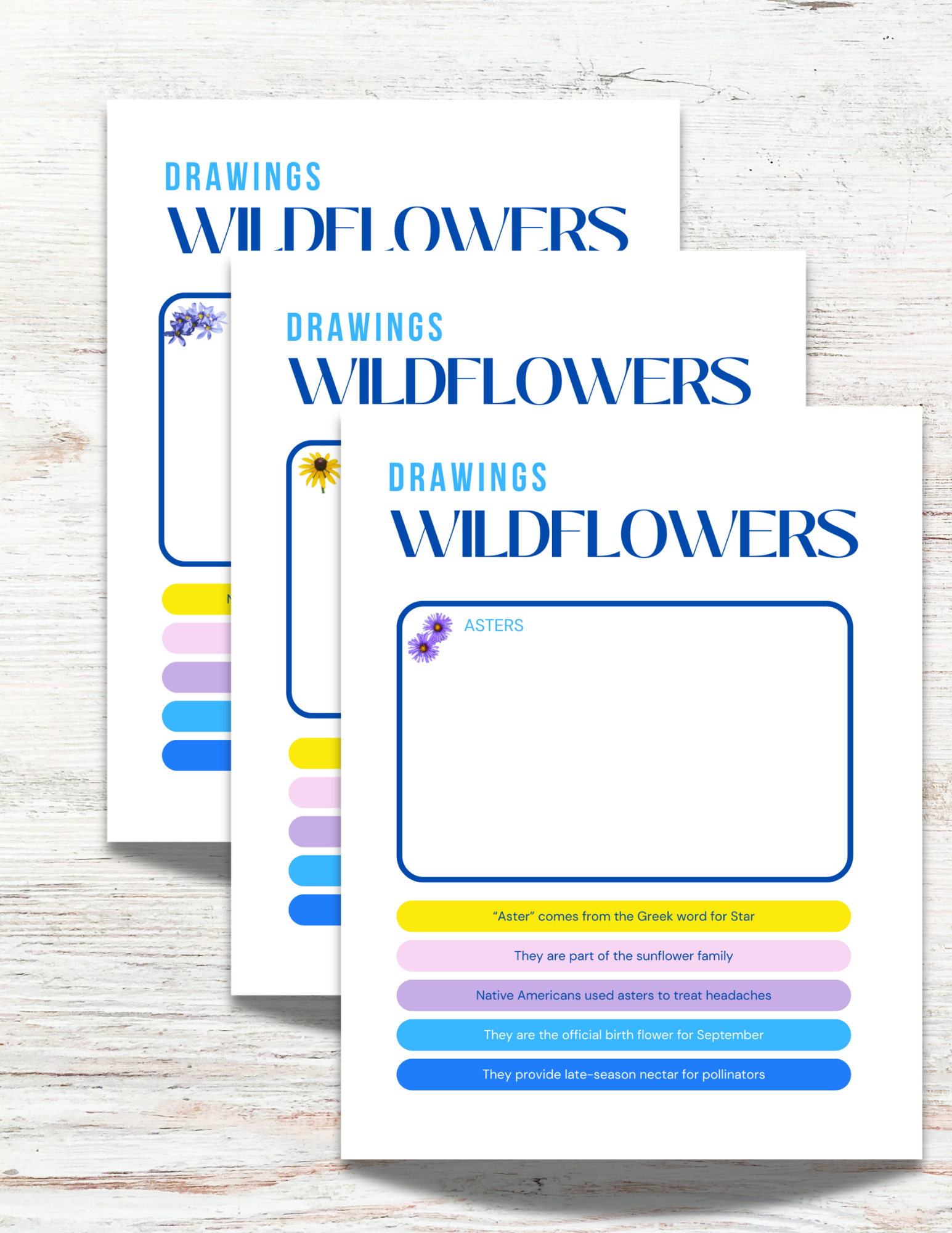 Wildflowers of Alabama Activity Book for Kids
