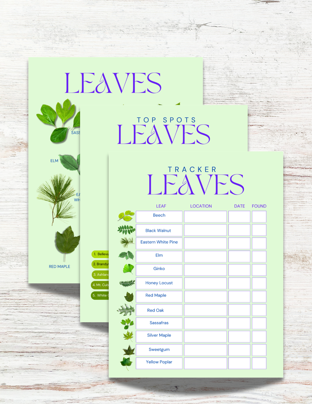 Leaves of Florida Activity Book for Kids