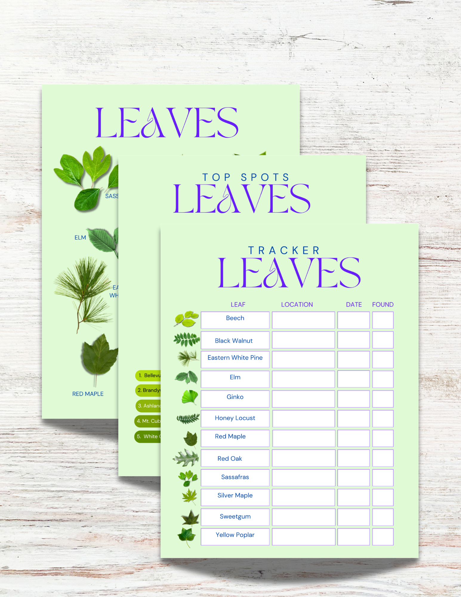 Leaves of Alabama Activity Book for Kids