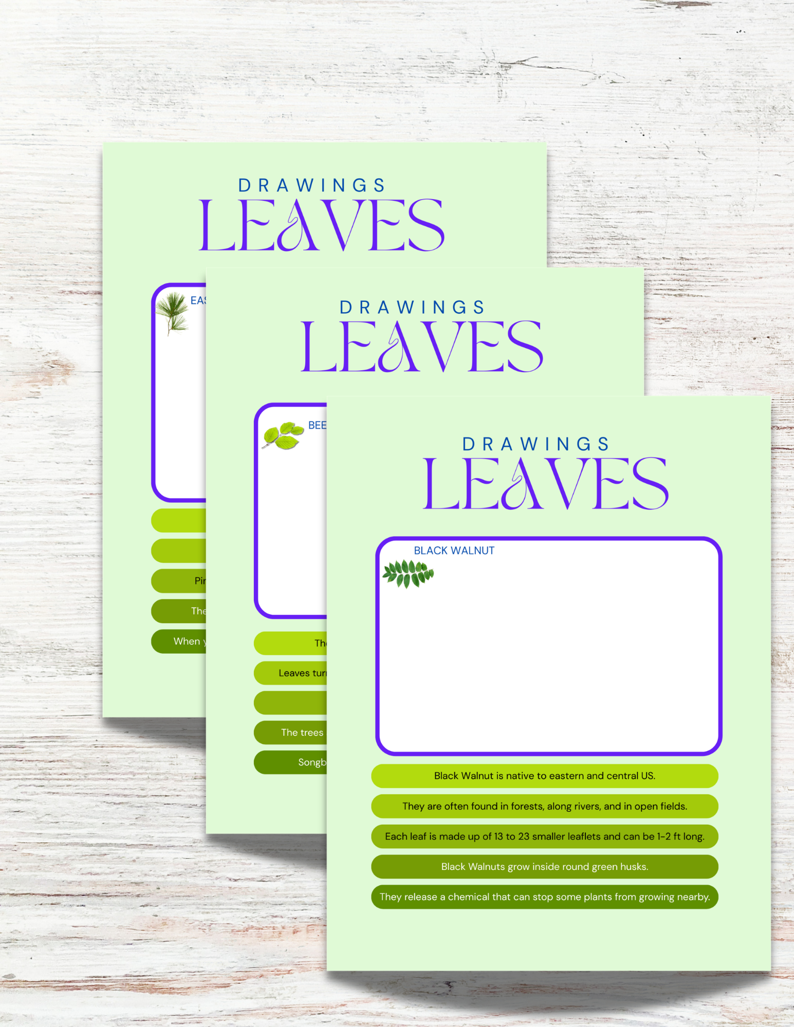 Leaves of Alabama Activity Book for Kids