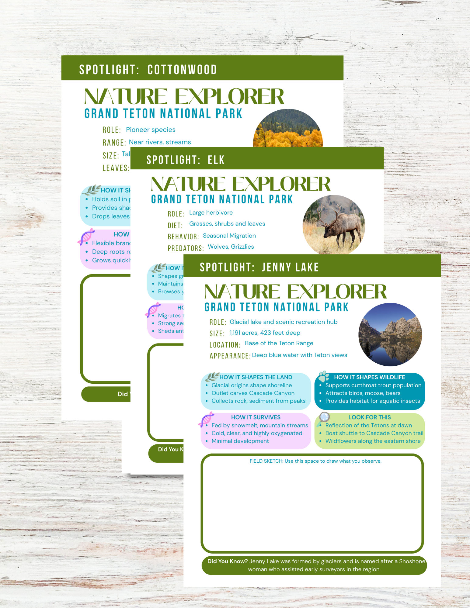 Grand Teton National Park Activity Book for Kids