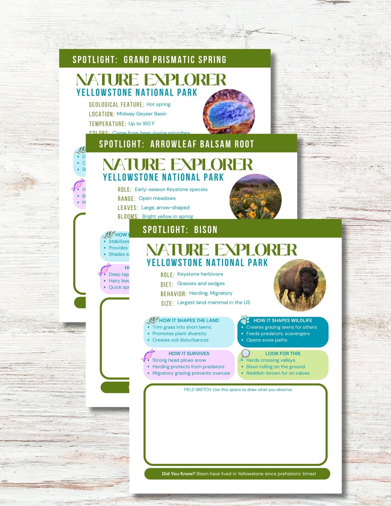 Yellowstone National Park Activity Book for Kids