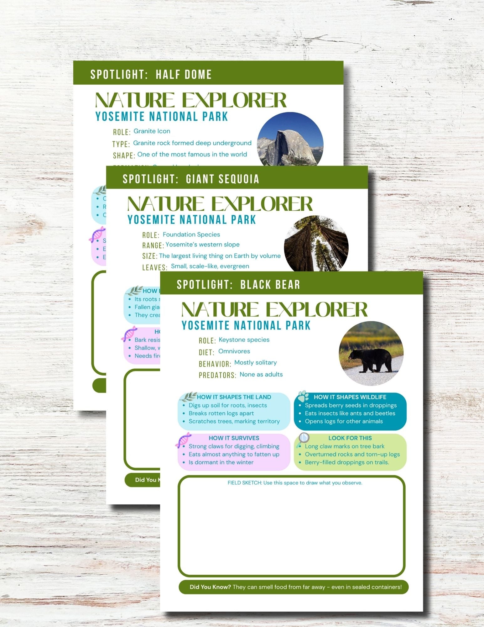 Yosemite National Park Activity Book for Kids