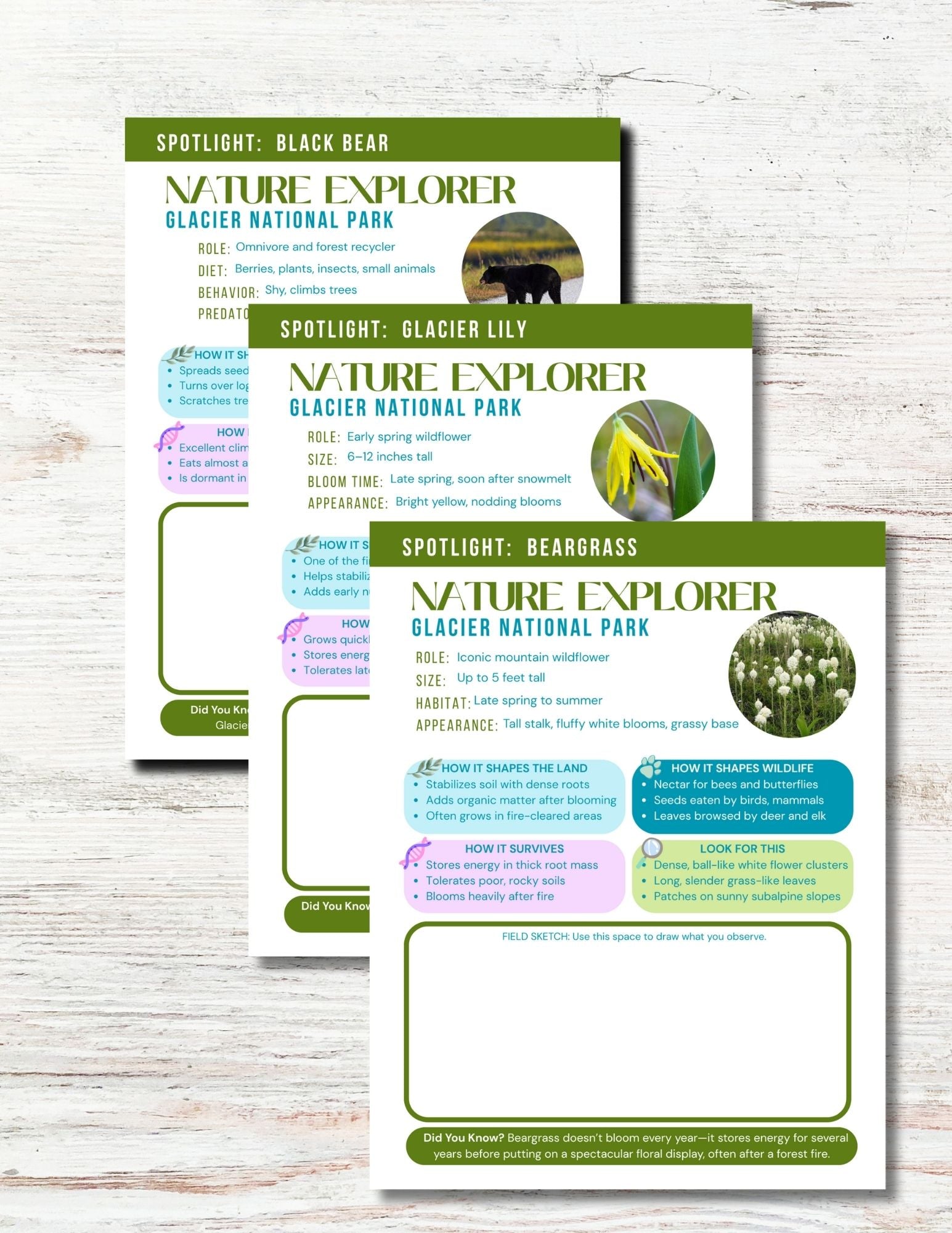 Glacier National Park Activity Book for Kids