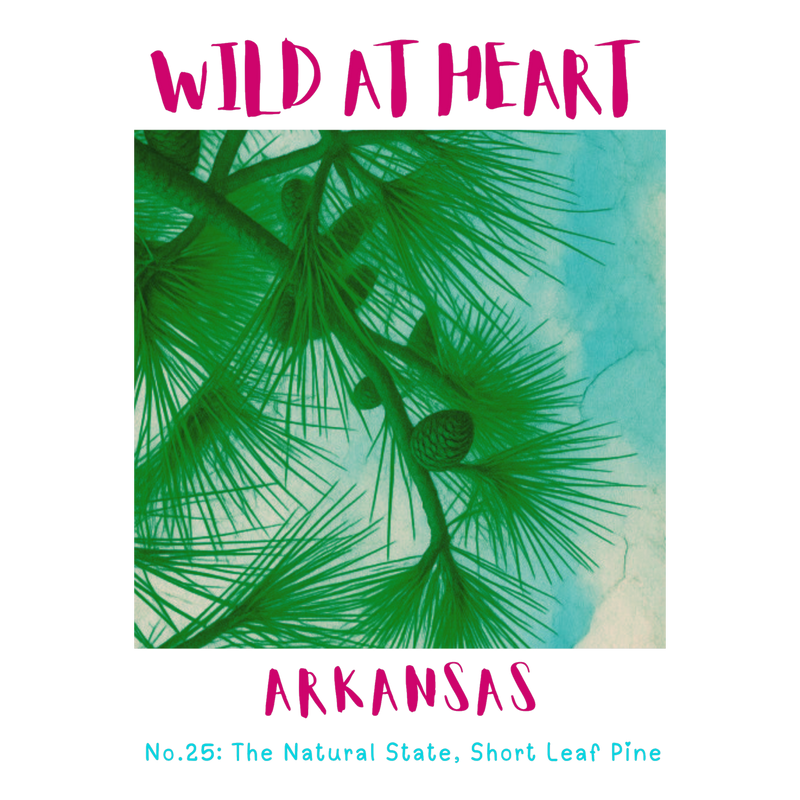 Arkansas Nature Explorer Gift Set – 4 Activity Books + Wild at Heart Tote