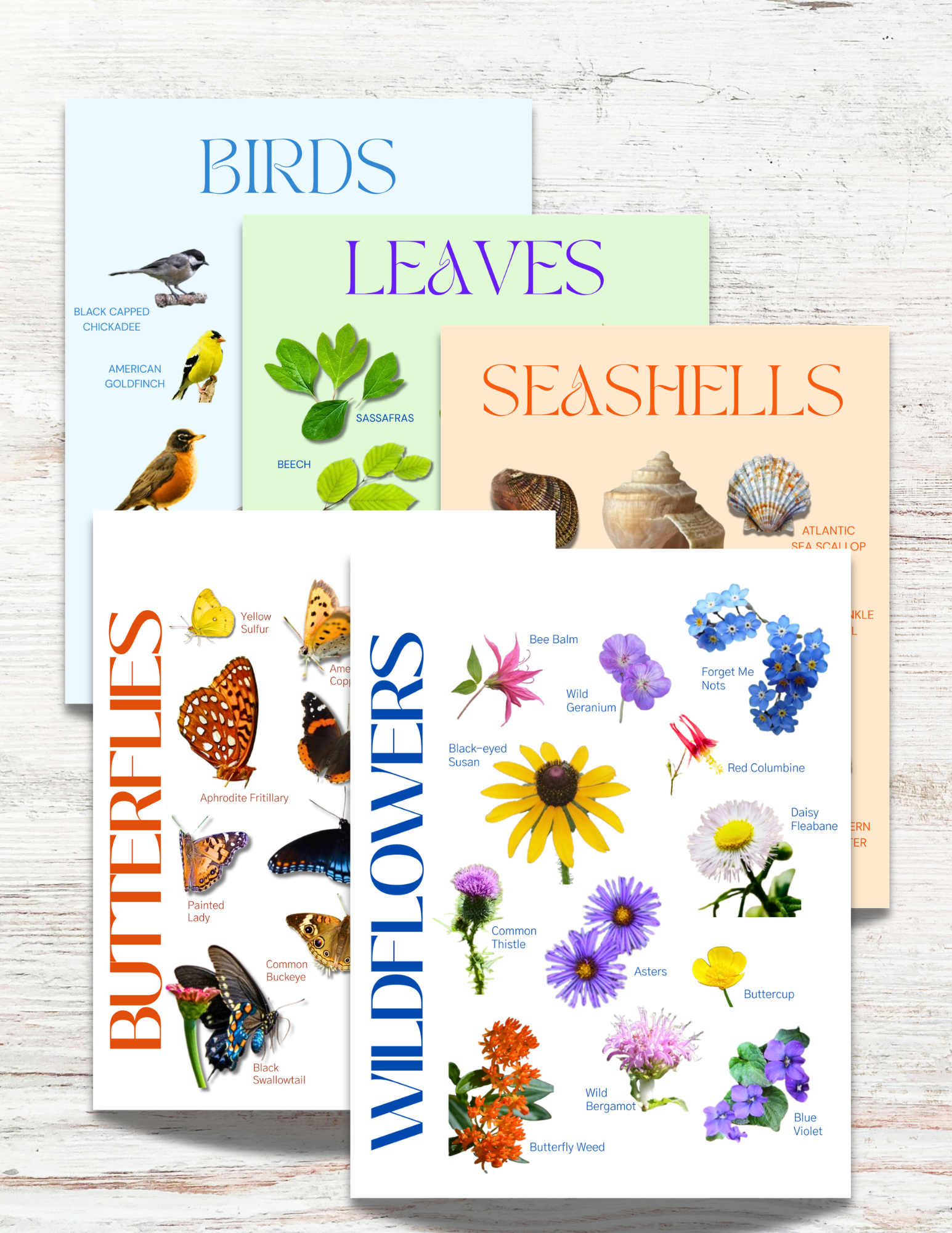 Nature Explorer Club State Books Collection