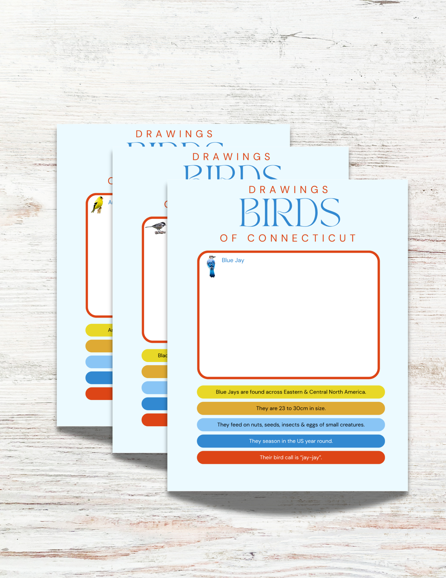 Birds of Alabama Activity Book for Kids