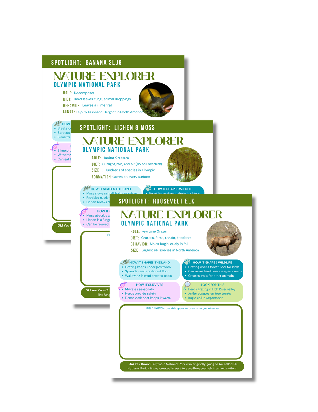 Olympic National Park Activity Book for Kids