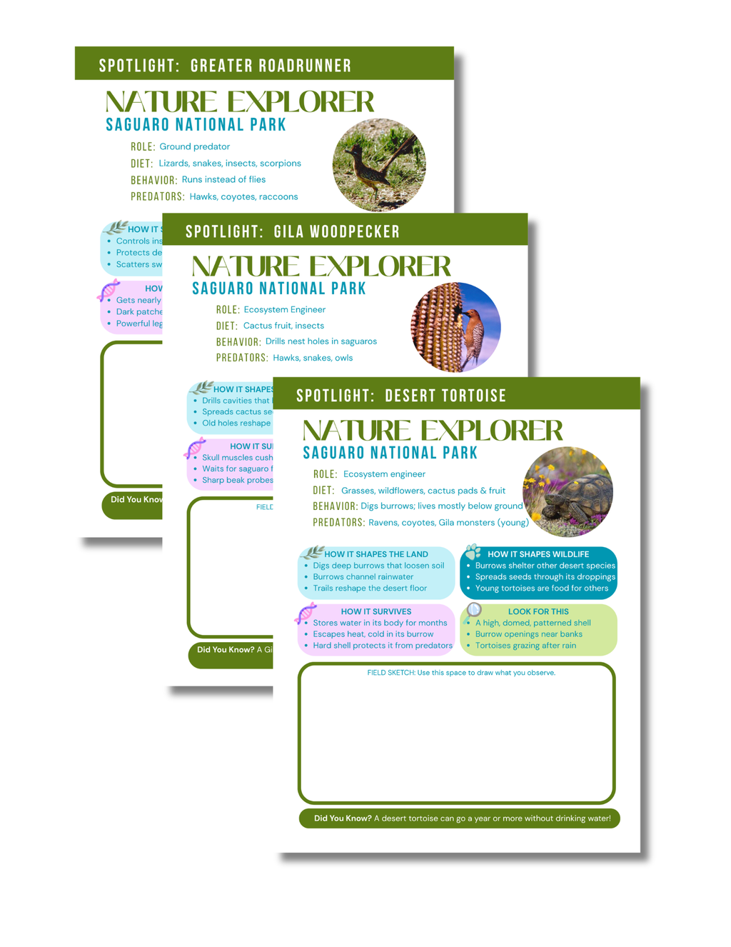 Saguaro National Park Activity Book for Kids