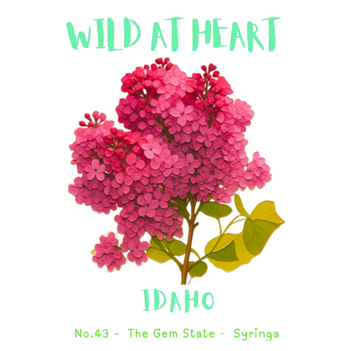 Idaho Nature Explorer Gift Set – Activity Books + Wild at Heart Tote