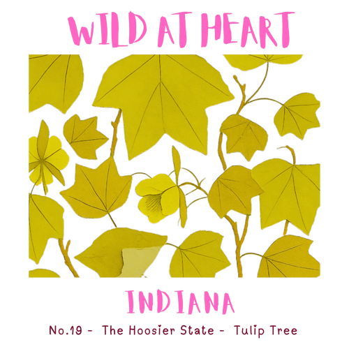Indiana Nature Explorer Gift Set – Activity Books + Wild at Heart Tote