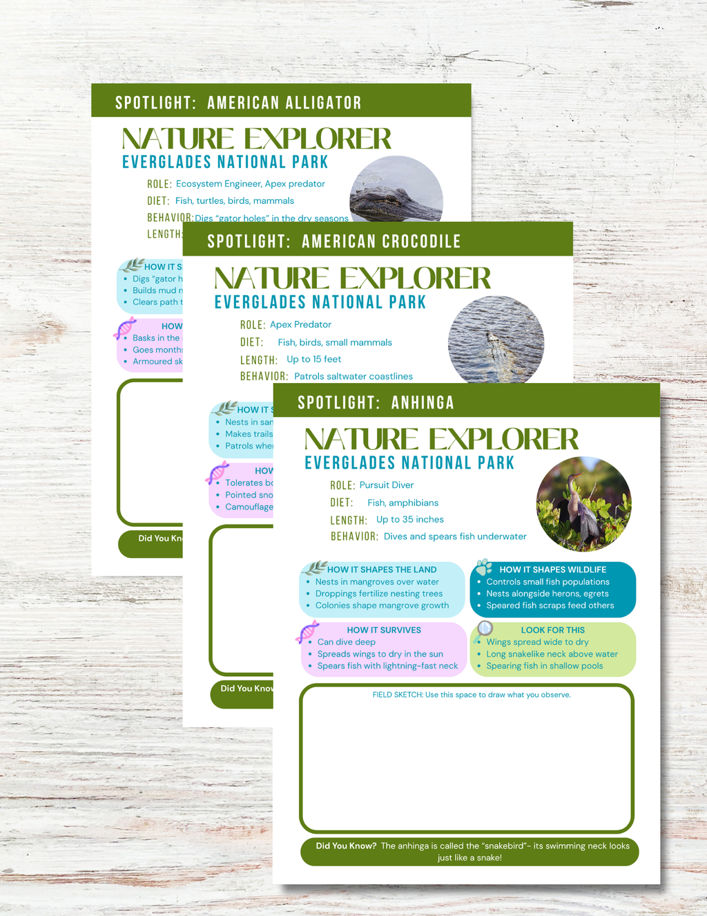 The Everglades: Nature Explorer Club for Kids