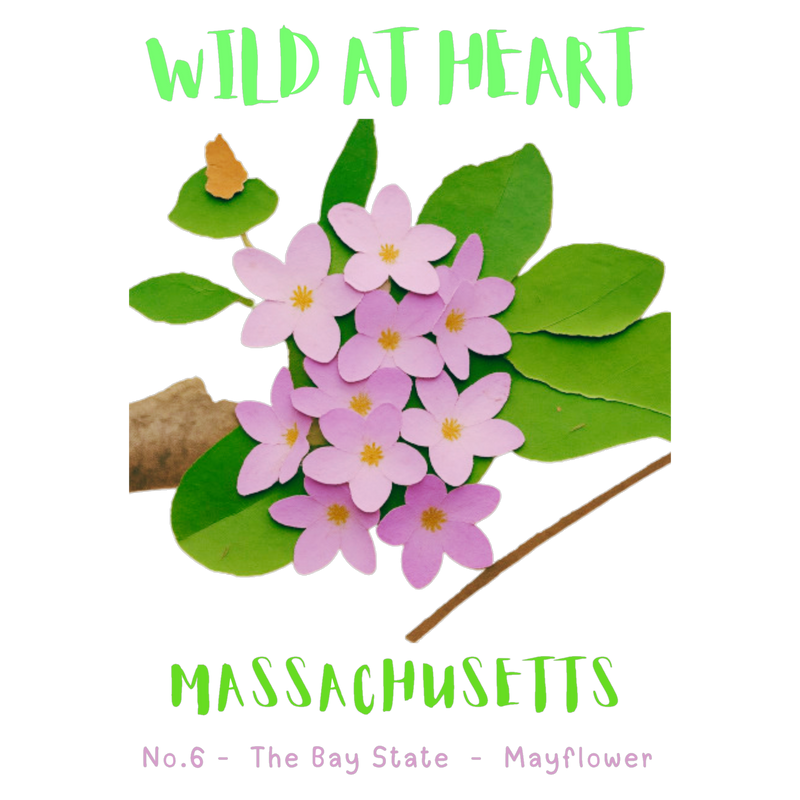 Massachusetts Nature Explorer Gift Set – Activity Books + Wild at Heart Tote