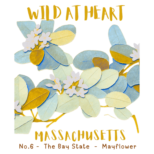 Massachusetts Nature Explorer Gift Set – Activity Books + Wild at Heart Tote