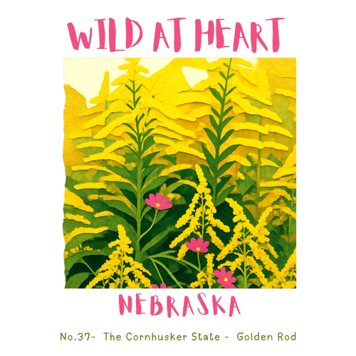 Nebraska Nature Explorer Gift Set – Activity Books + Wild at Heart Tote