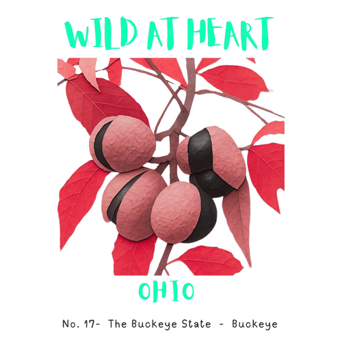 Ohio Nature Explorer Gift Set – Activity Books + Wild at Heart Tote