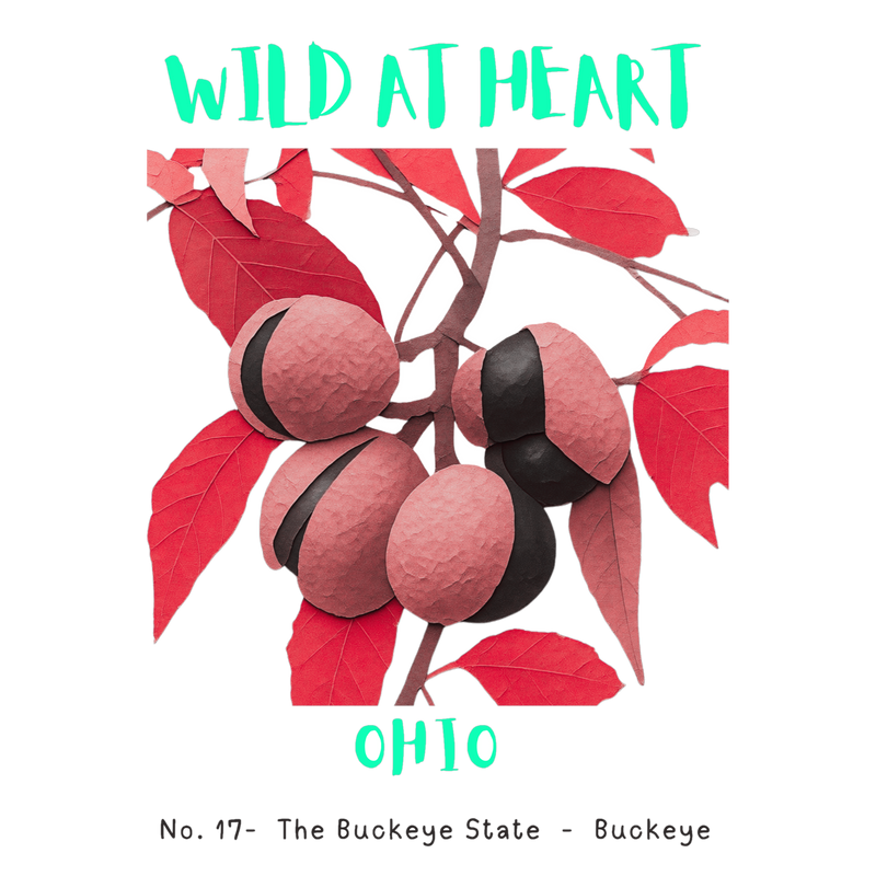 Ohio Nature Explorer Gift Set – Activity Books + Wild at Heart Tote
