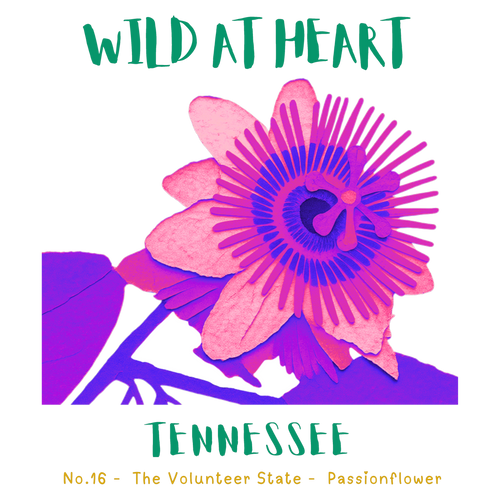 Tennessee Nature Explorer Gift Set – Activity Books + Wild at Heart Tote