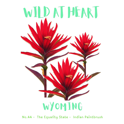 Wyoming Nature Explorer Gift Set – Activity Books + Wild at Heart Tote